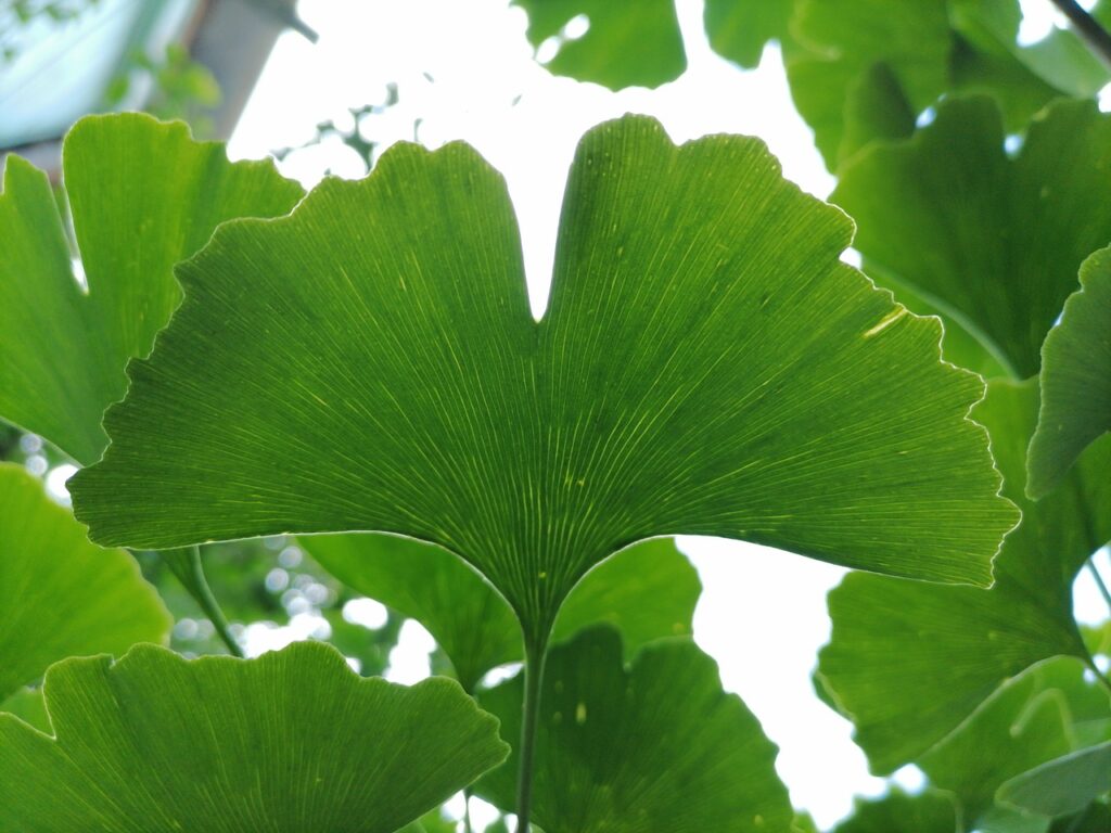 ginkgo biloba